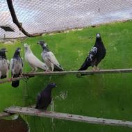 کبوتر (تیدی ) اورجینال