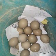 تخم قرقاول پاکستانی