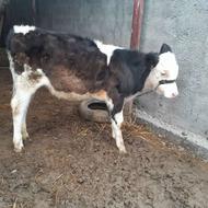 2تاگوساله‌ماده‌جنس‌شیری