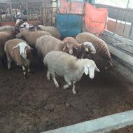 پنج راس بره سالم