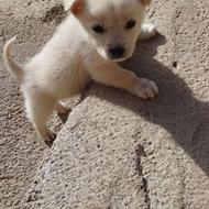 توله سگ پاپی واگذاری