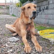 سگ خراسانی البای افغان ترکمن کرد سراب وازاری