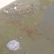 فروش ماهی قرمز