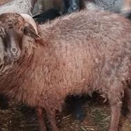 گوسفند بره نر حدود 30کیلو