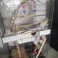 دو عدد عروس هلندی نر ماده همراه باقفس