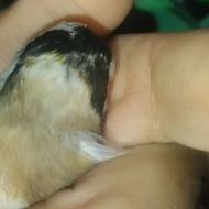 سهره چهار گل کروات