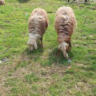 گوسفند با بره ماده شیر مست مخصوص داشتی