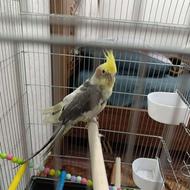 عروس هلندی نر ابلغ