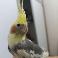 عروس هلندی نر ابلغ