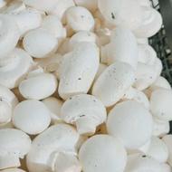 قارچ دکمه ای