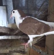 کبوتر طوقی وساده