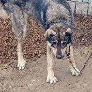 واگذاری سگ سراب گله ای