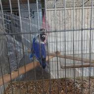 فروش حیوان پرنده