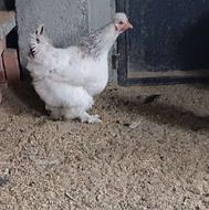 مرغ وخروس برهما اصل