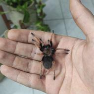 تارانتولا فایرلگ