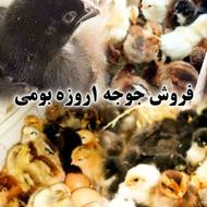 فروش جوجه بومی 1 روزه