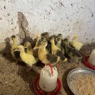 20تا جوجه غاز محلی