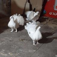 کبوتر دم چتری آمریکایی