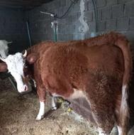 گاوسیمنتال