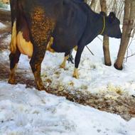 گاو هلشتاین با گوساله سیمنتال قرمز 18 کیلو شیر