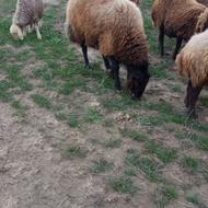 گوسفند قوچی 3ساله