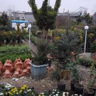 نیروی کار برای گلفروشی