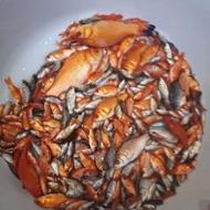 ماهی قرمز کوچک زیباه برای شب عید