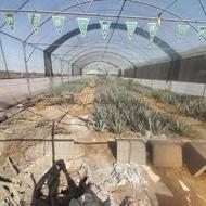 گلخانه 300متری