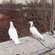 کبوتر طوقی خال سیاه