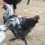 جوجه خروس پنج ماهه