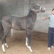 کره مادیون ترکمن 8ماهه