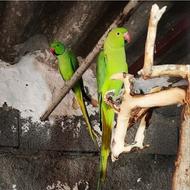 طوطی ملنگو مولد روی جوجه