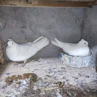 کبوتر تزیینی