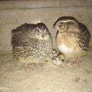 بلدرچین تخمگذار درجه یک