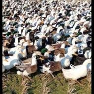 اردک محلی دوکیلو نیم