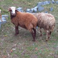 گوسفند بره نر 2 رآس