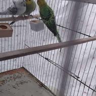 فروش مرغ عشق