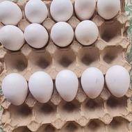 تخم نطفه دار بوقلمون برنز محلی