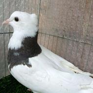 طوقی جوجه تازه دون خور سیاه واکسی کرمانشاه