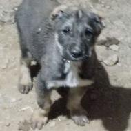 واگذارتوله سگ گله گوسفند