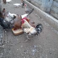 خروس محلی ارگانیک