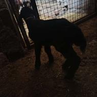 فروش بره دوروزه