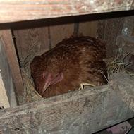 مرغ کرچ جوان