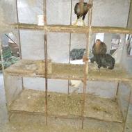 قفس خروس لاری