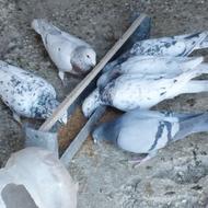 فروش کبوتر هفت رنگ