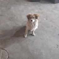 سگ شیتزو باهوش کم سن واگذاری