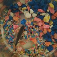 ماهی شارک سیاه