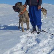 سگ اصیل سرابی واگزاری