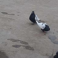 کبوتر رنگی یک جفت زیبا