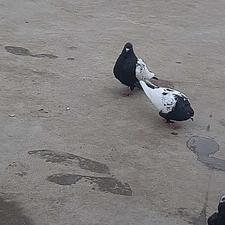 کبوتر رنگی یک جفت زیبا